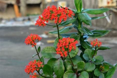 長壽花種植 牛人魚生